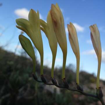 Freesia corymbosa (Burm. fil.) N. E. Br. resmi