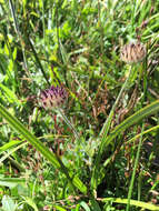 Sivun Trifolium barbigerum var. andrewsii A. Gray kuva