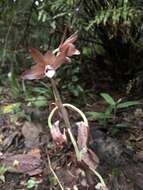Image of Carrion orchid