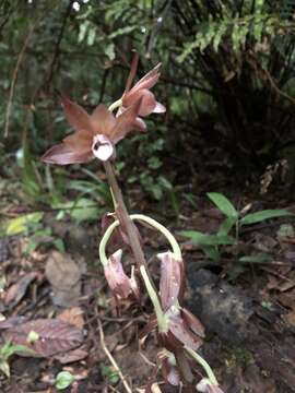 Image de Eulophia zollingeri (Rchb. fil.) J. J. Sm.