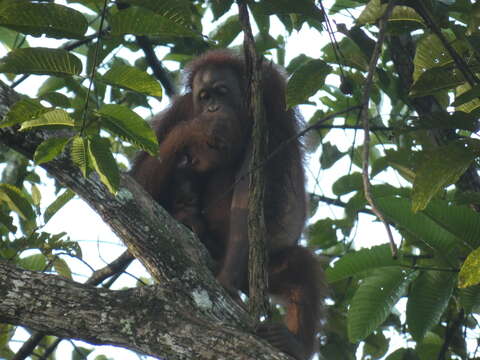 Image de Pongo pygmaeus morio (Owen 1837)