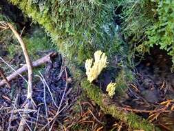 Image of Ramaria cystidiophora (Kauffman) Corner 1950