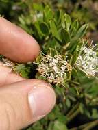 Image of Hakea ruscifolia Labill.