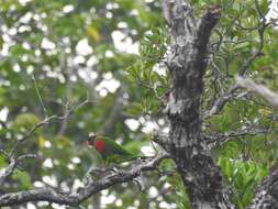 Plancia ëd Trichoglossus haematodus massena Bonaparte 1854