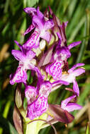 Dactylorhiza incarnata subsp. incarnata resmi