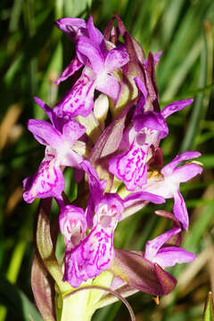 Image de Dactylorhiza incarnata subsp. incarnata