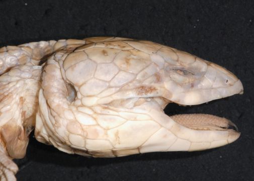 Image of <i>Proctoporus bolivianus</i> Werner 1910