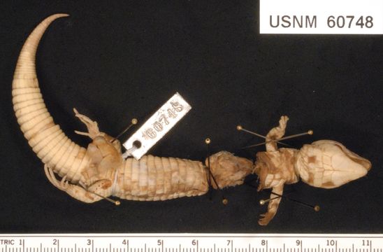 Image of <i>Proctoporus bolivianus</i> Werner 1910