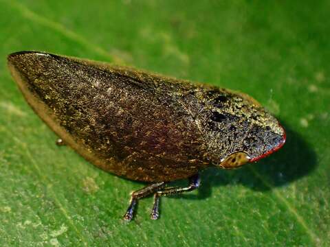 Image of Plinia ampla (Walker 1851)