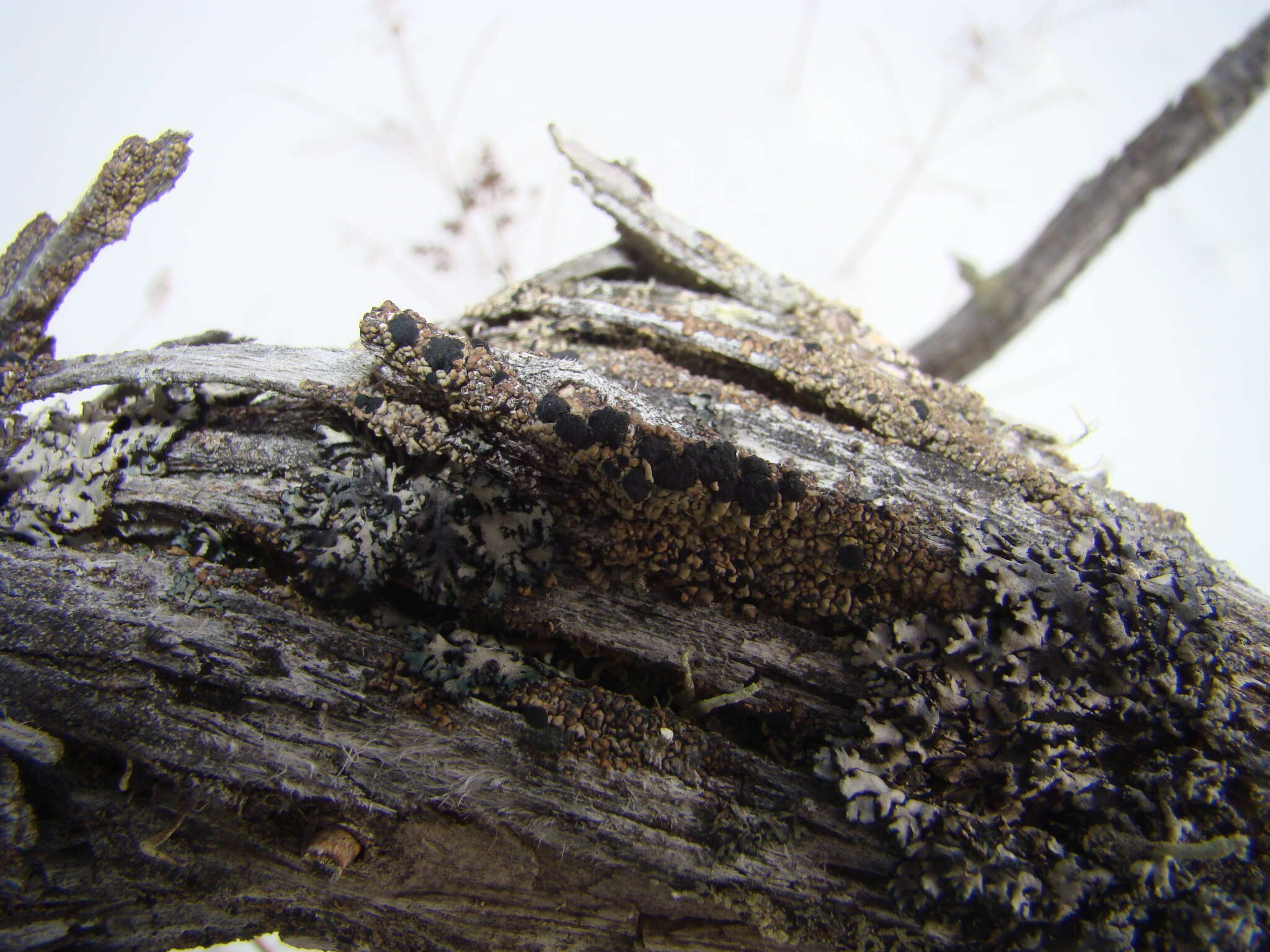 Image de Xylopsora friesii (Ach.) Bendiksby & Timdal