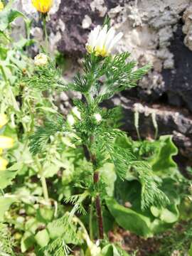 Image of Anacyclus radiatus subsp. coronatus (Murb.) Humphr.