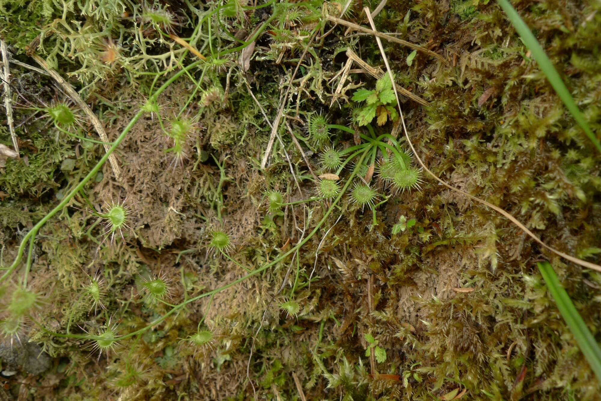 Image of Drosera peltata subsp. auriculata (Backh. ex Planch.) Conn