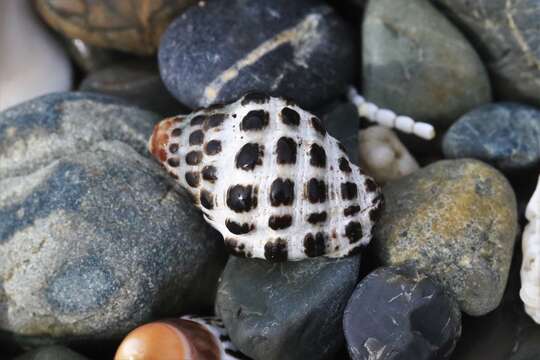 Image of Tenguella marginalba (Blainville 1832)