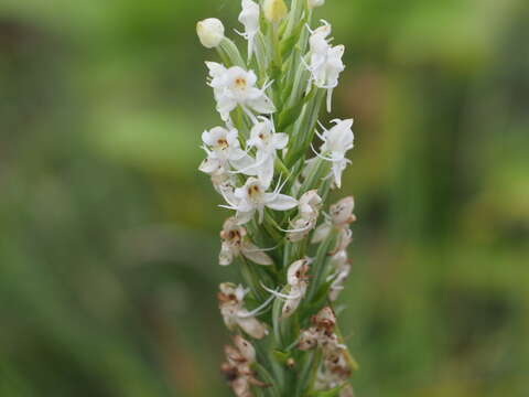 Image of Tropical False Rein Orchid