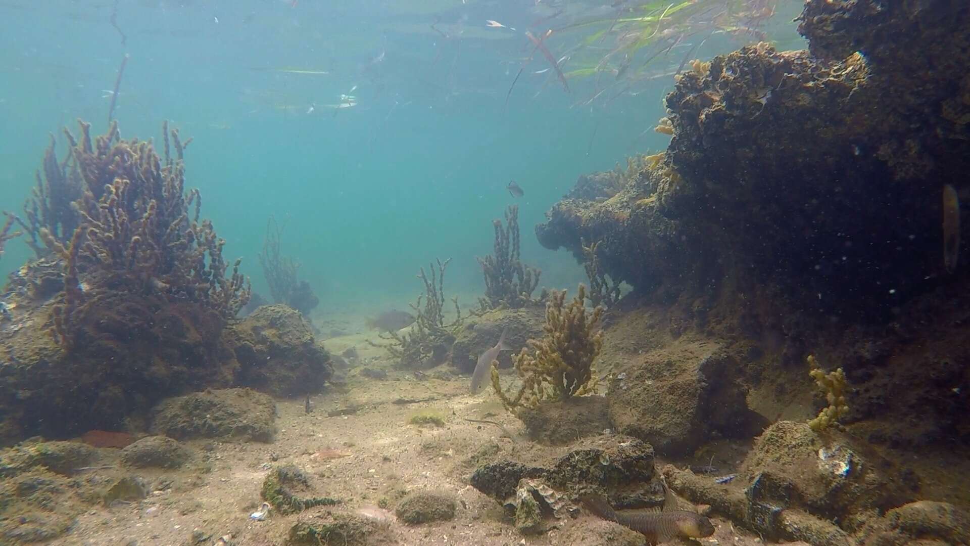 Image of Crested oystergoby