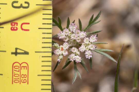 Image of Daucus involucratus Sibth. & Sm.