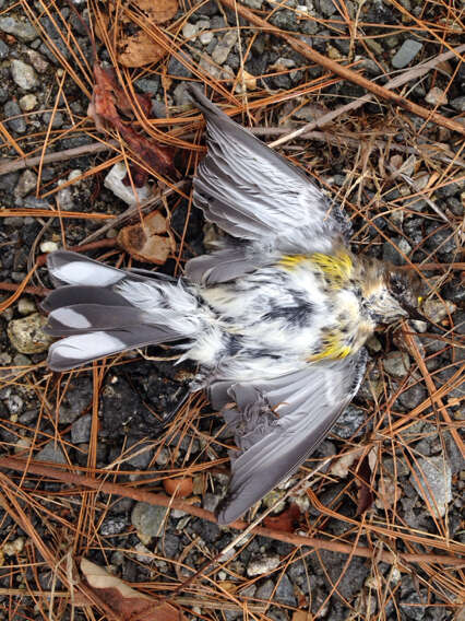 Image of Myrtle Warbler