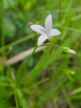 Image of Houstonia longifolia var. tenuifolia (Nutt.) Alph. Wood