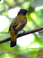 Image of Black-headed Bulbul