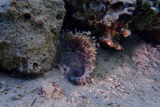 Image of Long-snouted Seahorse