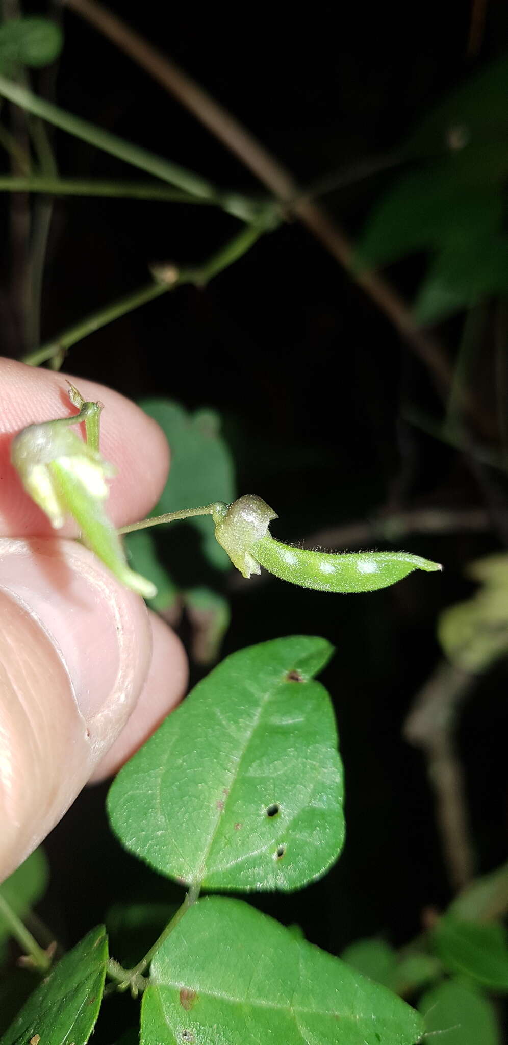 Image of kidney bean