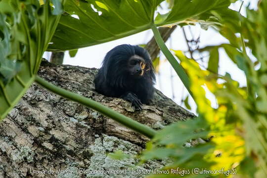 Image de Tamarin lion à croupe dorée