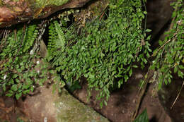 Sivun Asplenium ruta-muraria subsp. ruta-muraria kuva