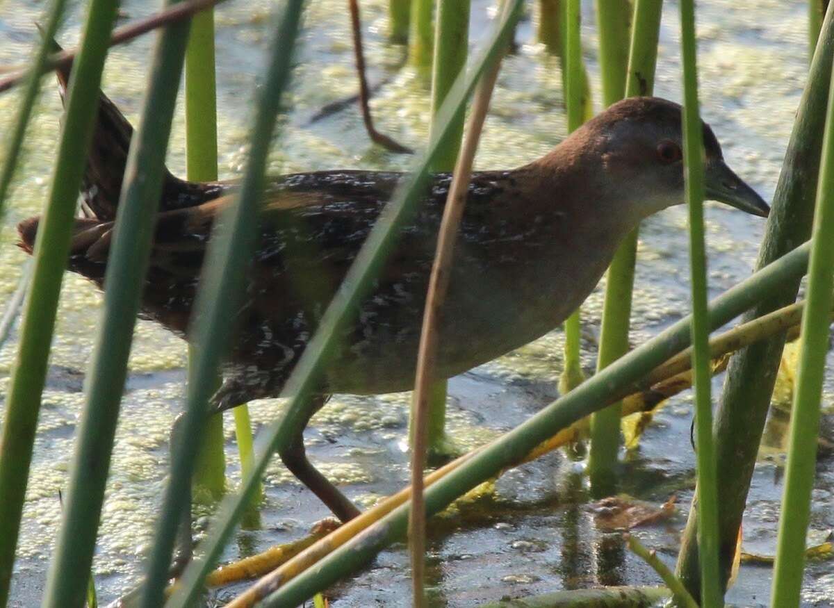 Image of Baillon's Crake