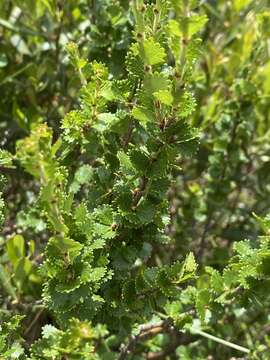 Image of Newfoundland dwarf birch