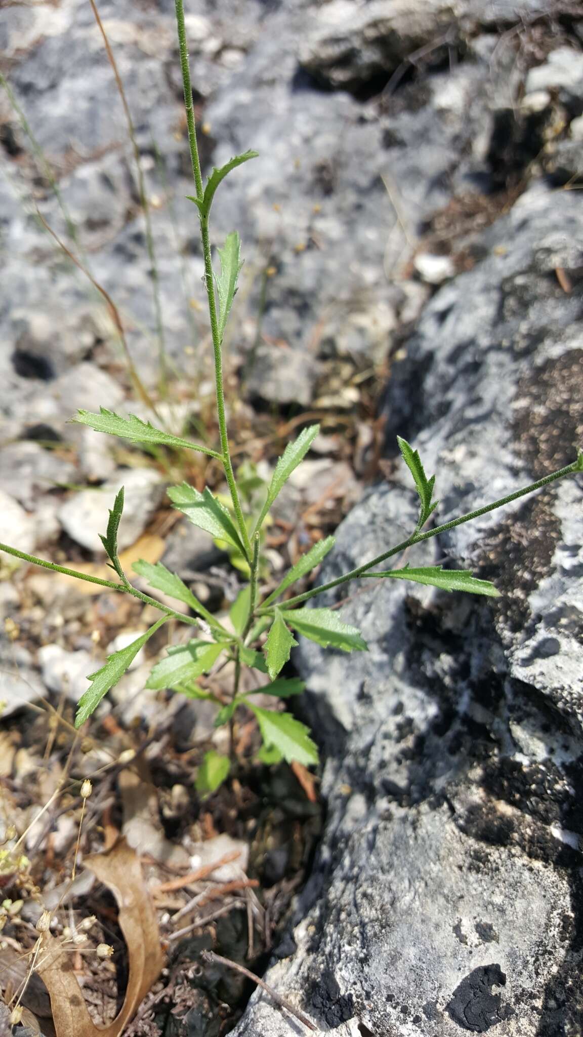 Image of splitleaf gilia