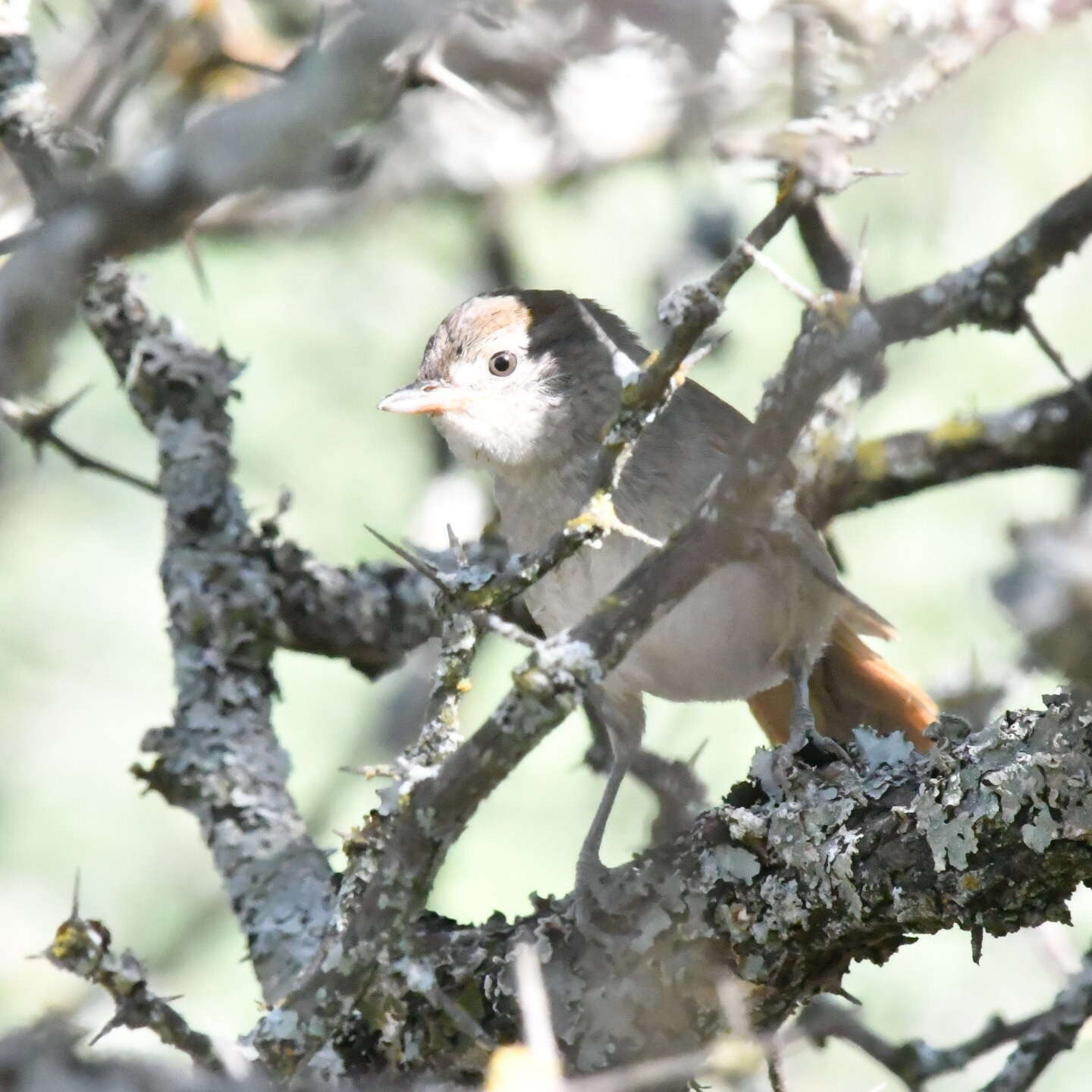 Image of Pale-breasted Spinetail