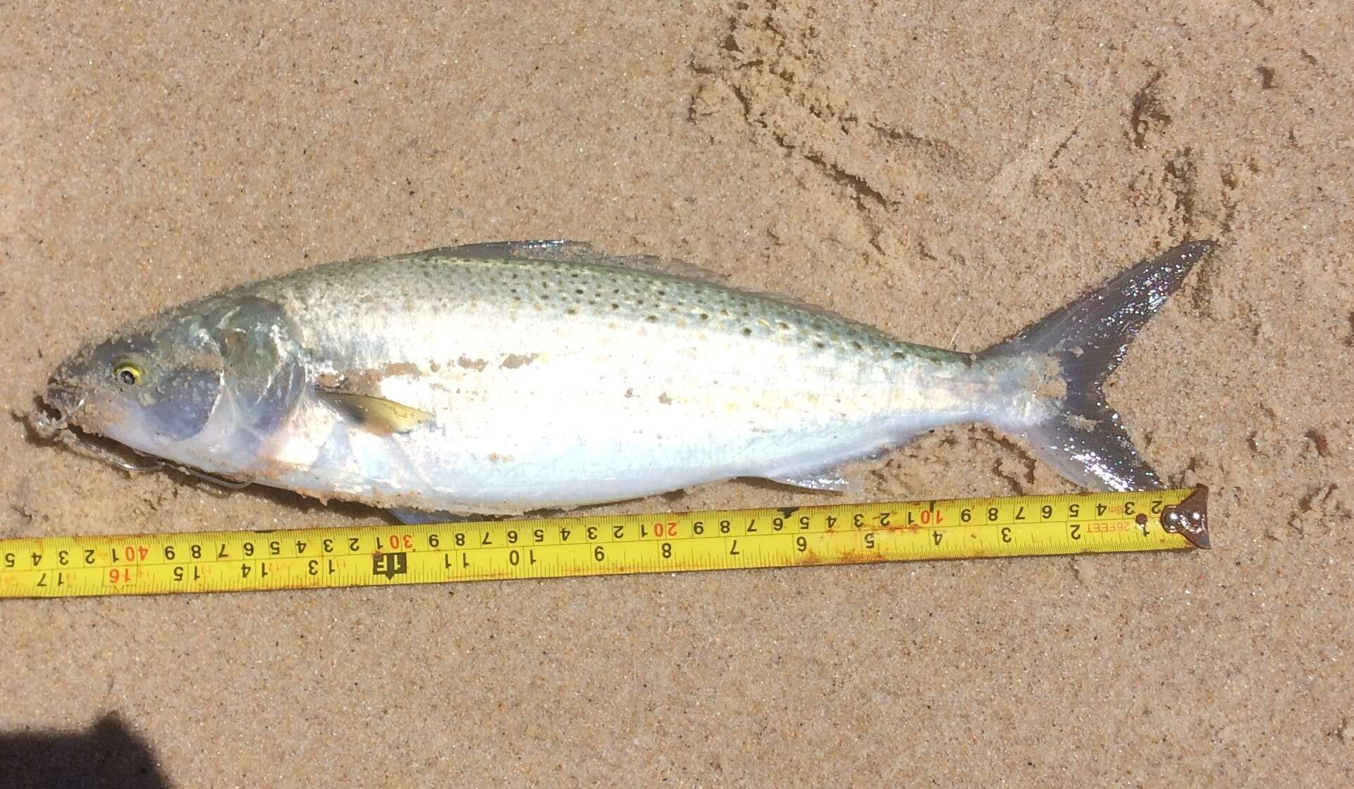 Image of Western Australian salmon