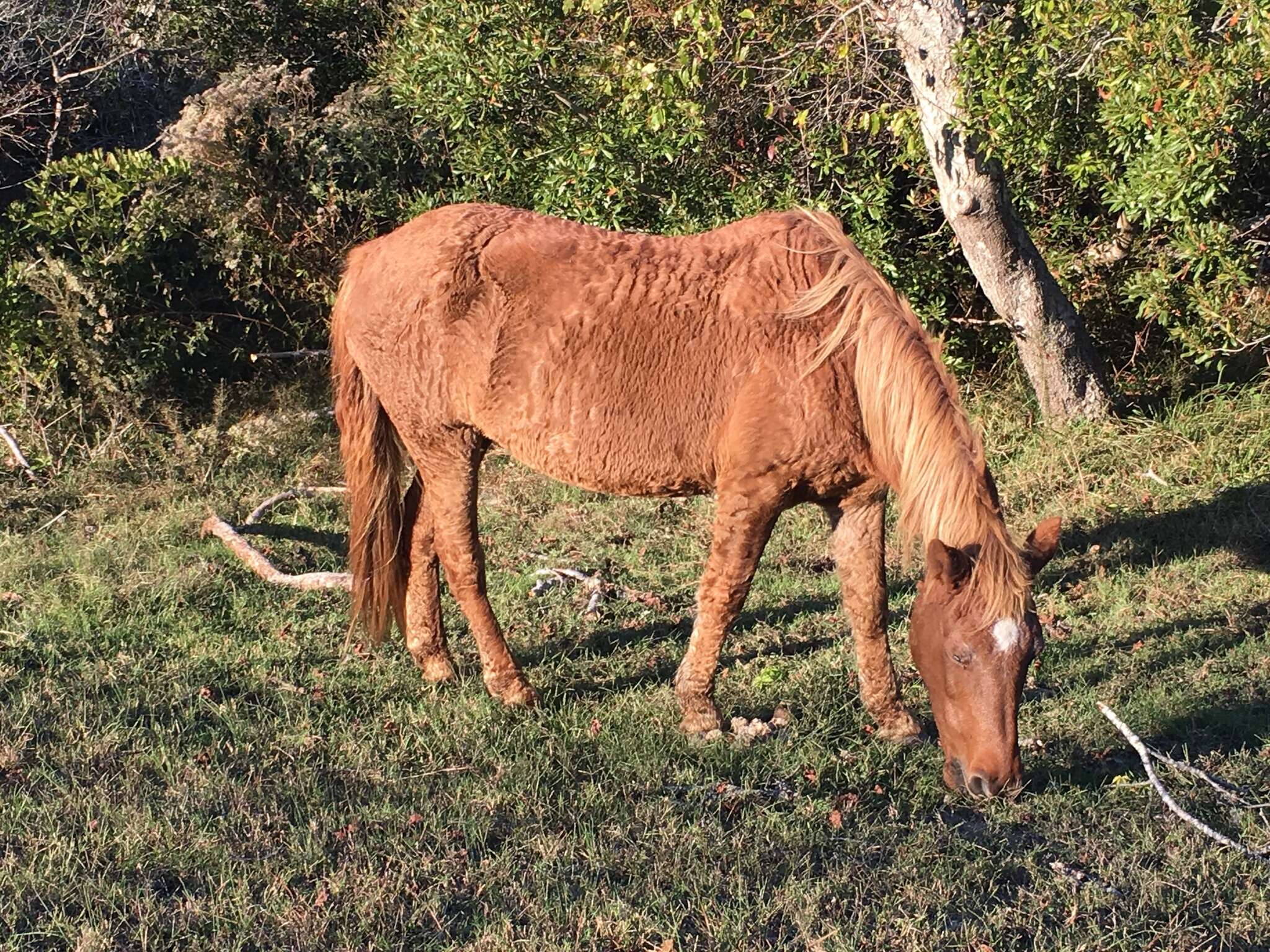 Image of Equus subgen. Equus Linnaeus 1758