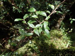 Image of Photinia beauverdiana C. K. Schneid.