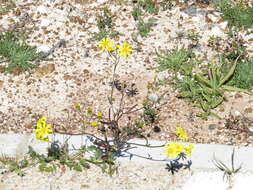 Image of <i>Senecio <i>littoreus</i></i> var. littoreus