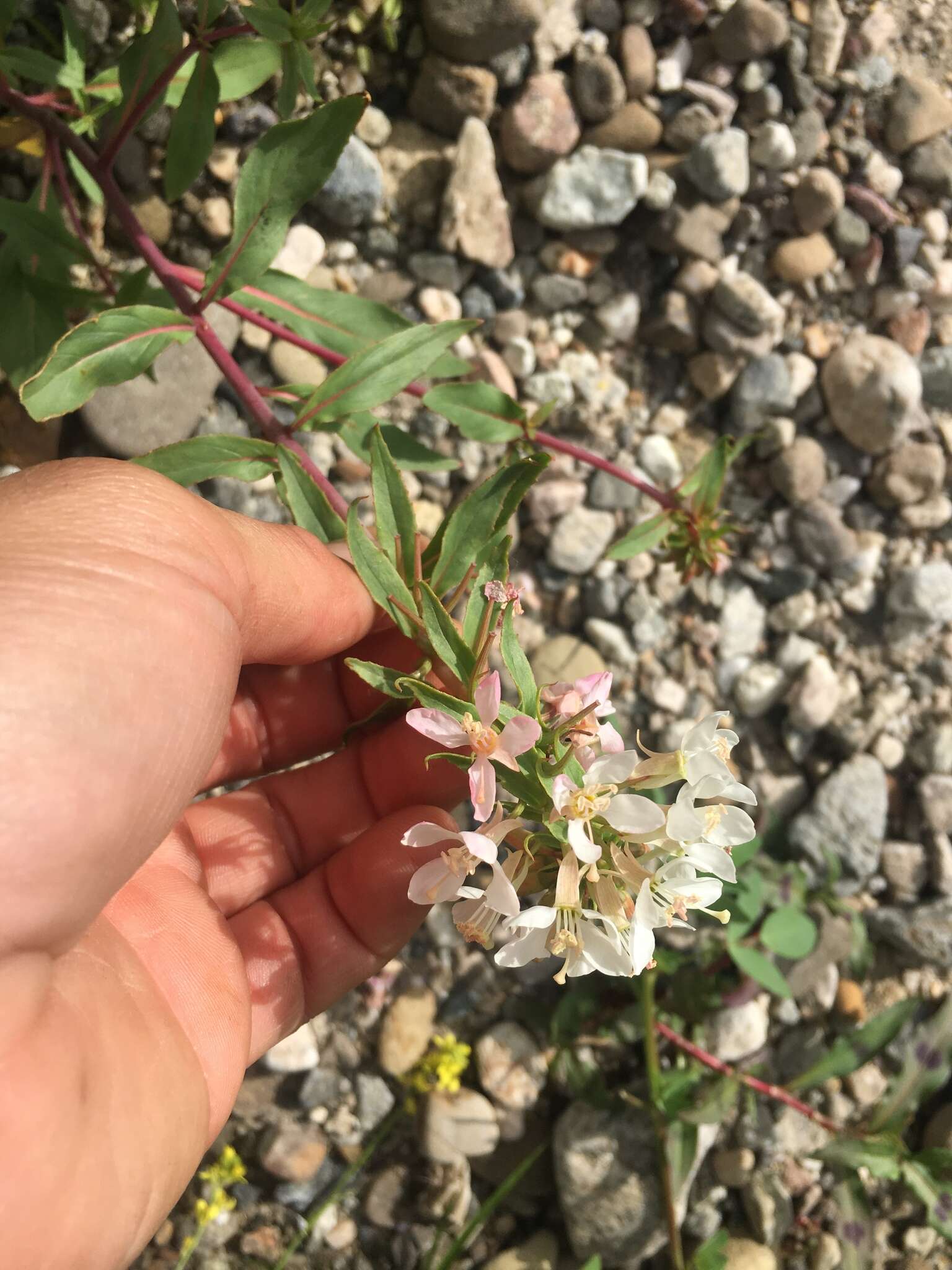 Eremothera boothii (Douglas) W. L. Wagner & Hoch的圖片