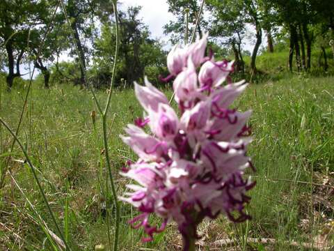 Image of Orchis simia subsp. simia