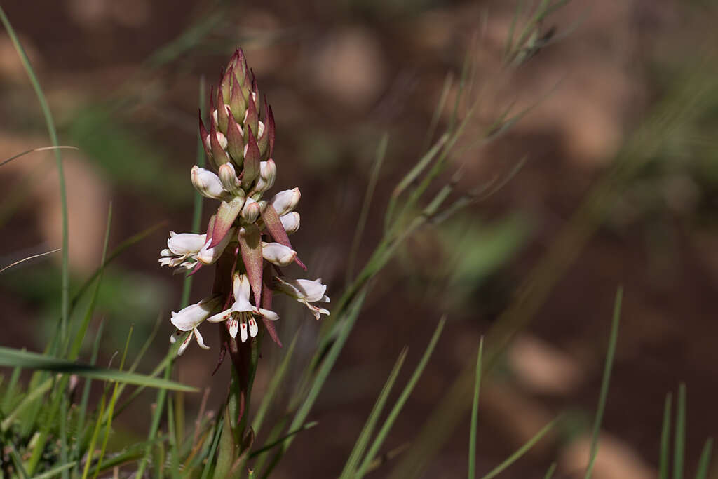 Image of Satyrium cristatum var. cristatum