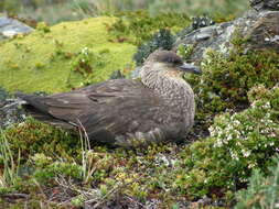 Plancia ëd Stercorarius chilensis Bonaparte 1857