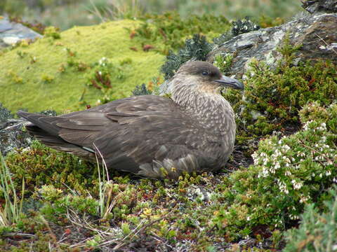 Image of Chilean Skua