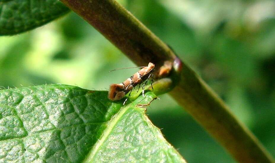 Image of Phyllonorycter trifasciella (Haworth 1828)