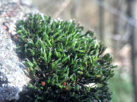 Image of schistidium moss