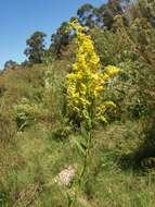 Image of Solidago chilensis Meyen