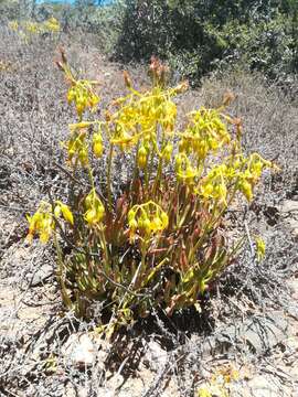 Image of Cotyledon campanulata Marloth