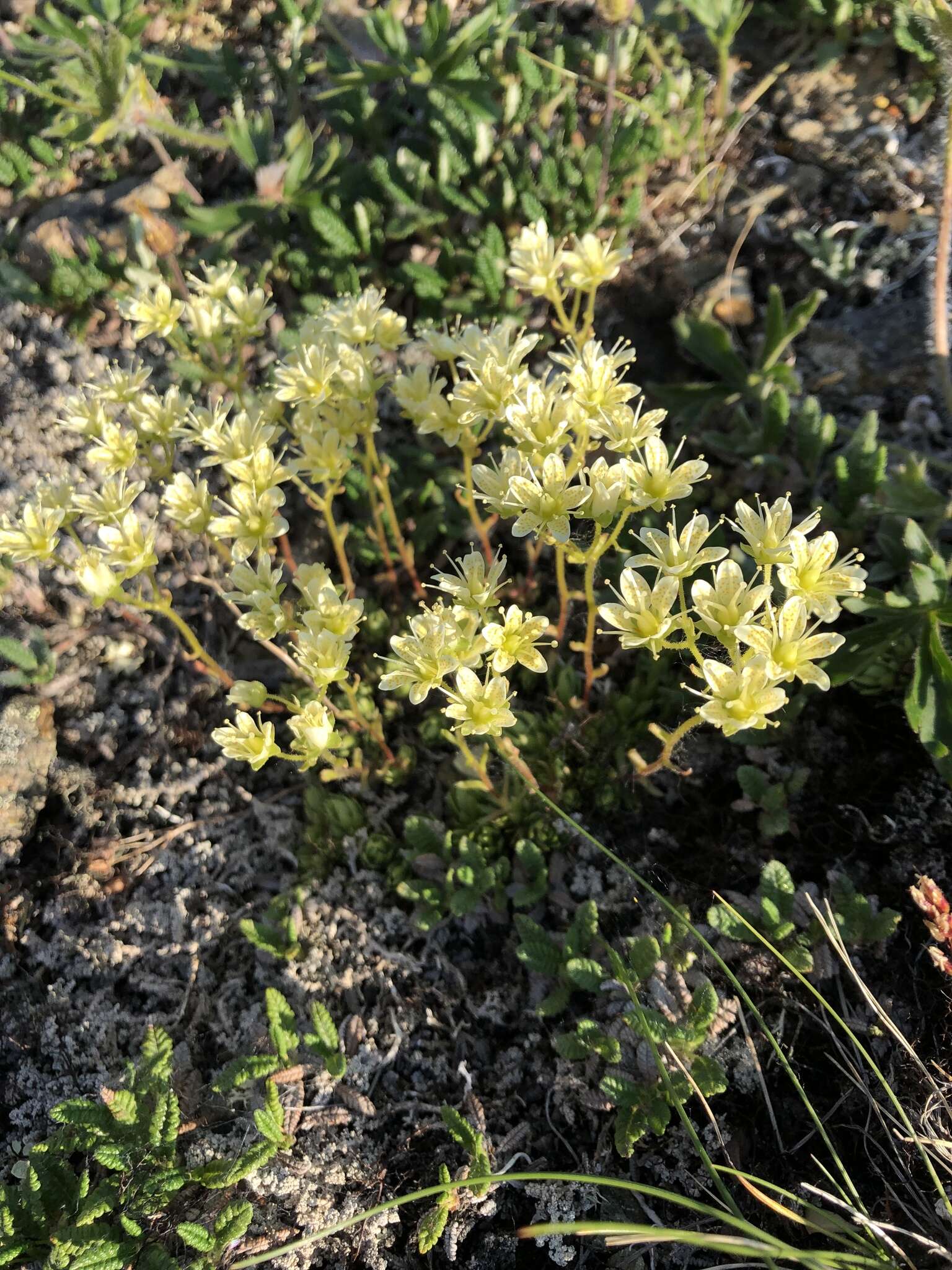 Image of Funston's Saxifrage