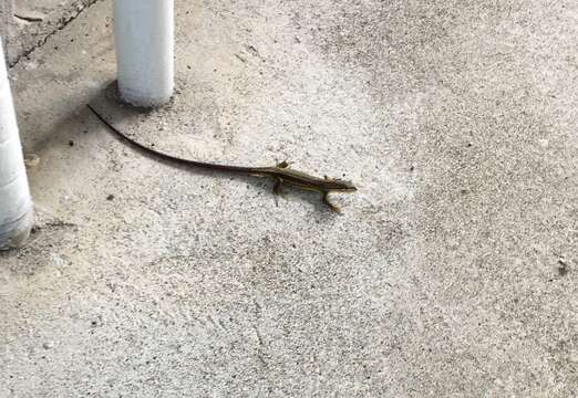 Image of Japanese Grass Lizard