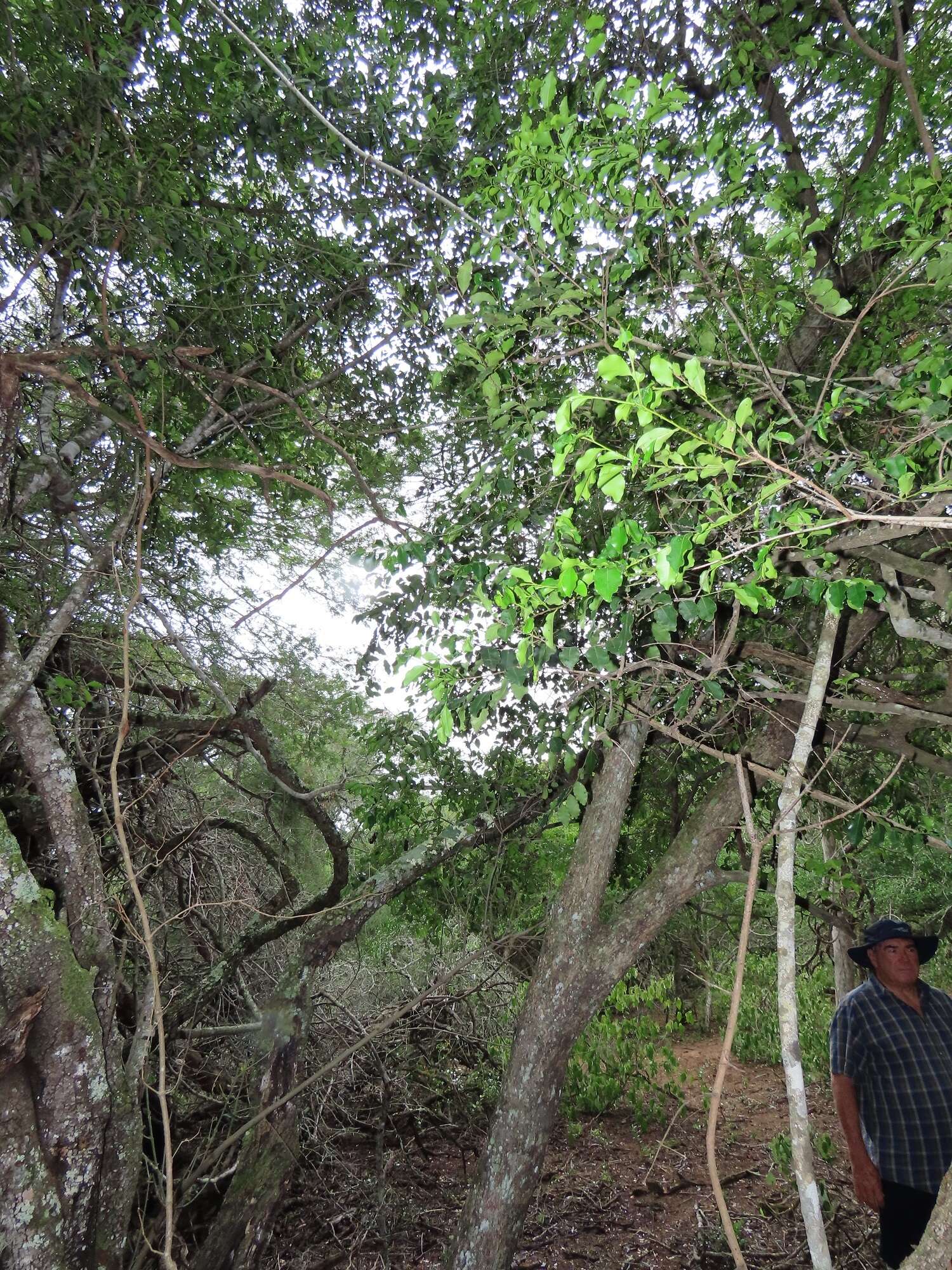 Sivun Diospyros inhacaensis F. White kuva