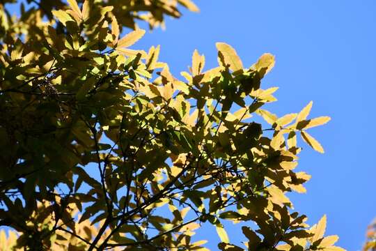 Image of Quercus lancifolia Schltdl. & Cham.