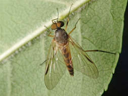 Image of Small Fleck-winged Snipe Fly