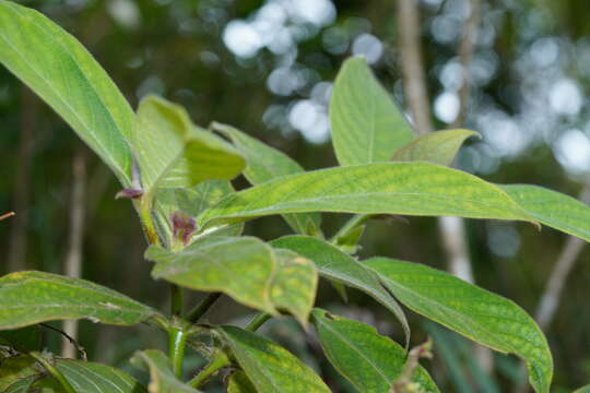 Lasianthus cyanocarpus Jack resmi